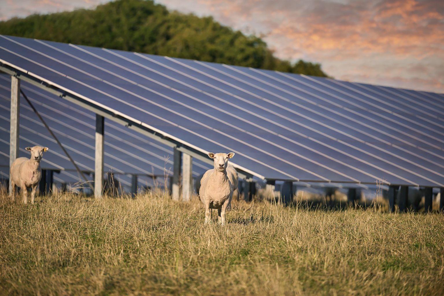 Vedde Ny solcellepark i Vedde | andelenergi.dk